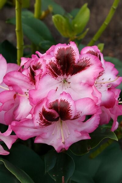 Rhododendron Hybride 'Charleston' (Rhododendron 'Charleston') mit rosa Blüten und dunkelroter Zeichnung, Nahaufnahme