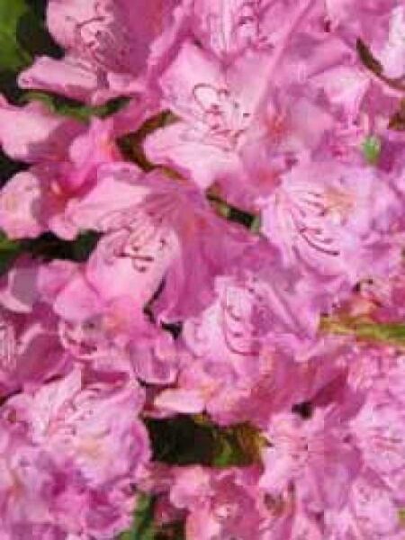Rhododendron Hybride 'Allah' / Rhododendron 'Allah'