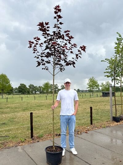 Spitz-Ahorn (Acer platanoides) 'Royal Red' Hochstamm im Container, Stamm 10-12 StU, schlanker Baum mit dunkelroten Blättern