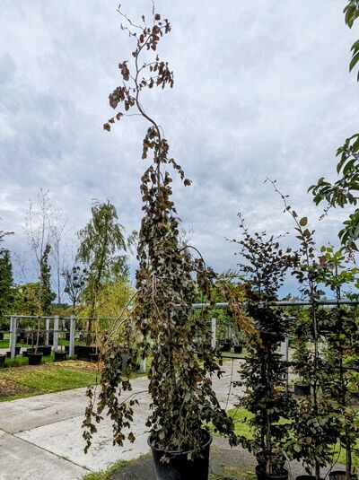 Fagus sylvatica 'Purpurea Pendula' / Hänge-Blut-Buche, 300-350 cm im Container, hängender Wuchs mit dunkelrotem Laub.