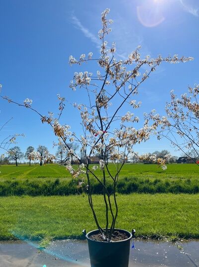 Kupfer-Felsenbirne 200 - 250 cm Schirmform / Amelanchier lamarckii (876136)