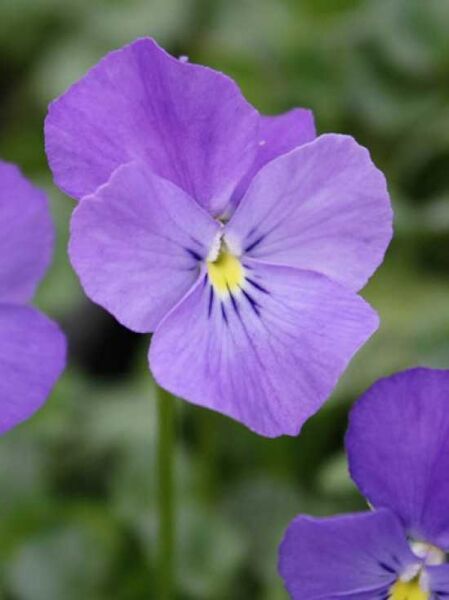 Viola cornuta 'Blaulicht' / Garten-Horn-Veilchen