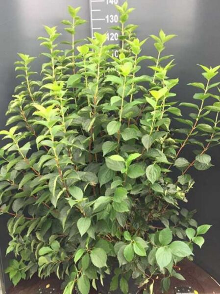 Europäischer Pfeifenstrauch / Europäischer Pfeifenstrauch