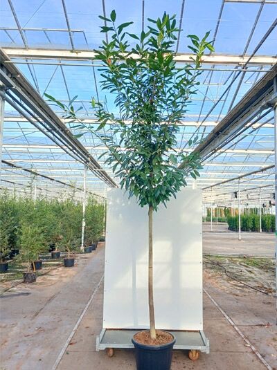 philodendron brandtianum mature Philodendron brandtianum, 