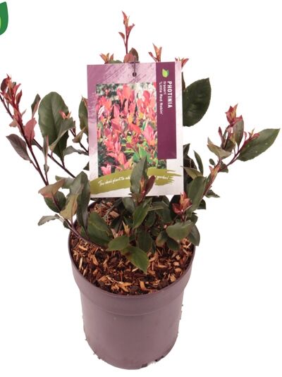 Zwerg-Glanzmispel 'Little Red Robin' / Photinia fraseri 'Little Red Robin'