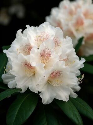 Rhododendron Yakushimanum gnstig in Top-Baumschulqualitt kaufen