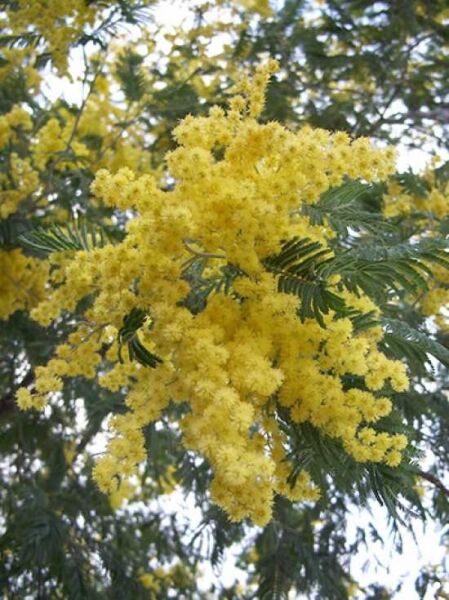 Silber-Akazie 'Tournair / Falsche Mimose 'Tournair' / Acacia dealbata 'Tournair'