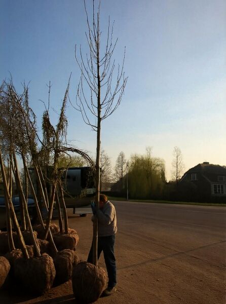 Gold-Ahorn Hochstamm (Acer platanoides 'Princeton Gold') 16–18 StU, mit Drahtballen, laubloser Baum mit Erdballen
