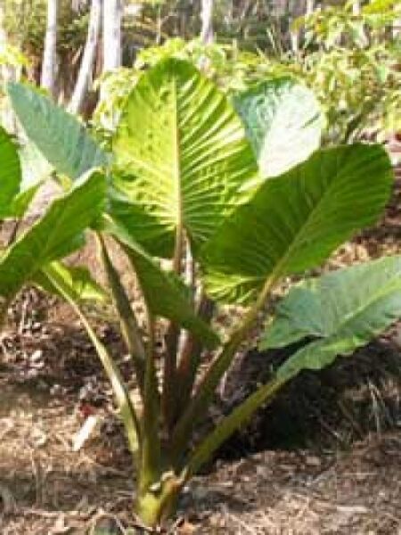 Elefantenohr / Alokasie / Riesenblättriges Pfeilblatt / Alocasia macrorrhiza