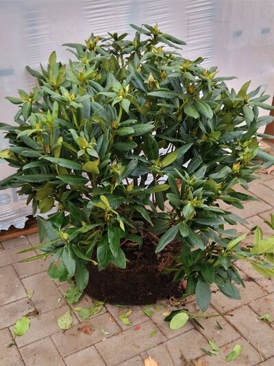Rhododendron Hybride 'Rasputin' / Rhododendron 'Rasputin' Solitärstrauch mit Ballen, 60–70 cm Breite, grünes Laub und Knospen