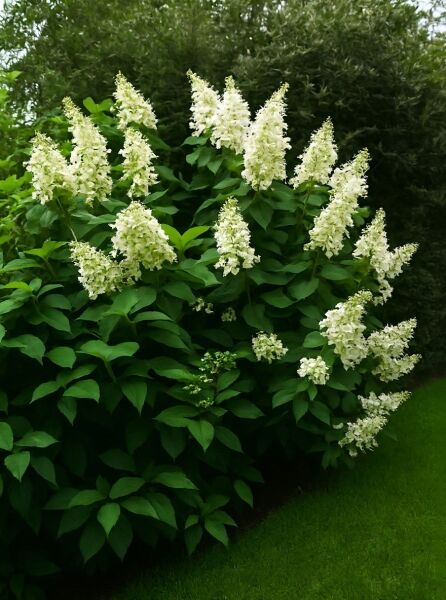 Rispen-Hortensie 'Kyushu' / Rispen-Hortensie 'Kyushu'