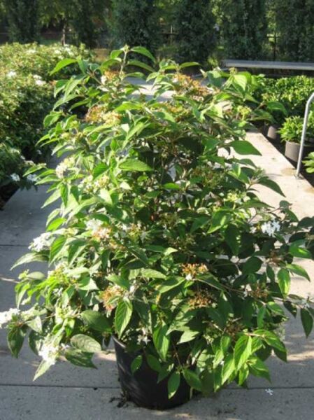 Japanischer Zwerg-Schneeball 'Watanabe' / Japanischer Zwerg-Schneeball 'Watanabe'