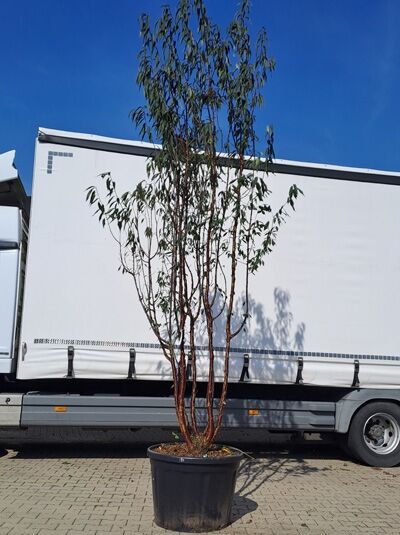 Mahagoni-Kirsche / Tibetanische Berg-Kirsche 'Schirmform'  400-450 cm / Prunus serrula (874268)