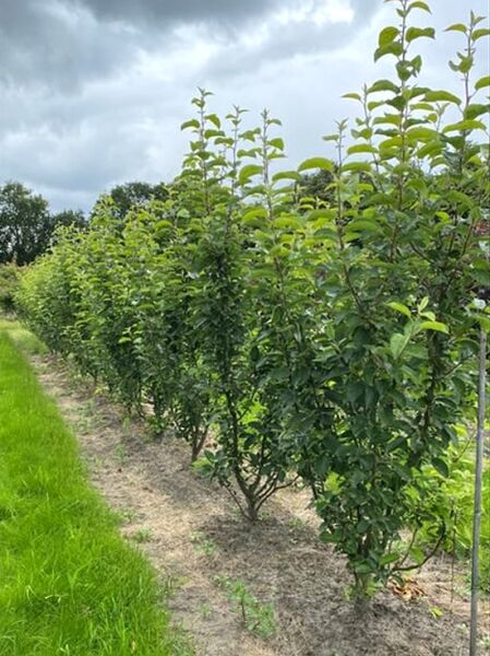 Malus 'Golden Hornet' / Zierapfel 'Golden Hornet' 150-200 cm m. Db., junge Bäume in Reihe mit grünem Laub im Feldanbau