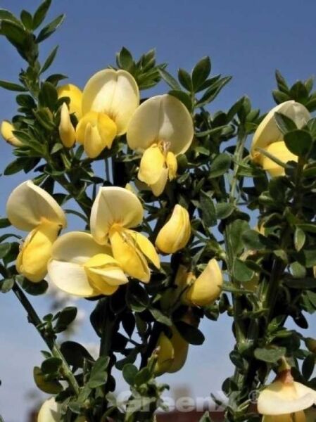 Edelginster 'Luna' / Cytisus scoparius 'Luna'