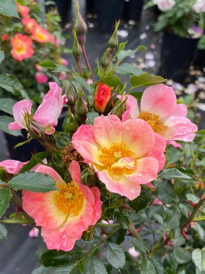 Rosa 'Bienenweide Bicolor' (Bodendeckerrose) mit rosa-weißlichen, offenen Blüten und gelber Mitte sowie Knospen und grünem Laub.