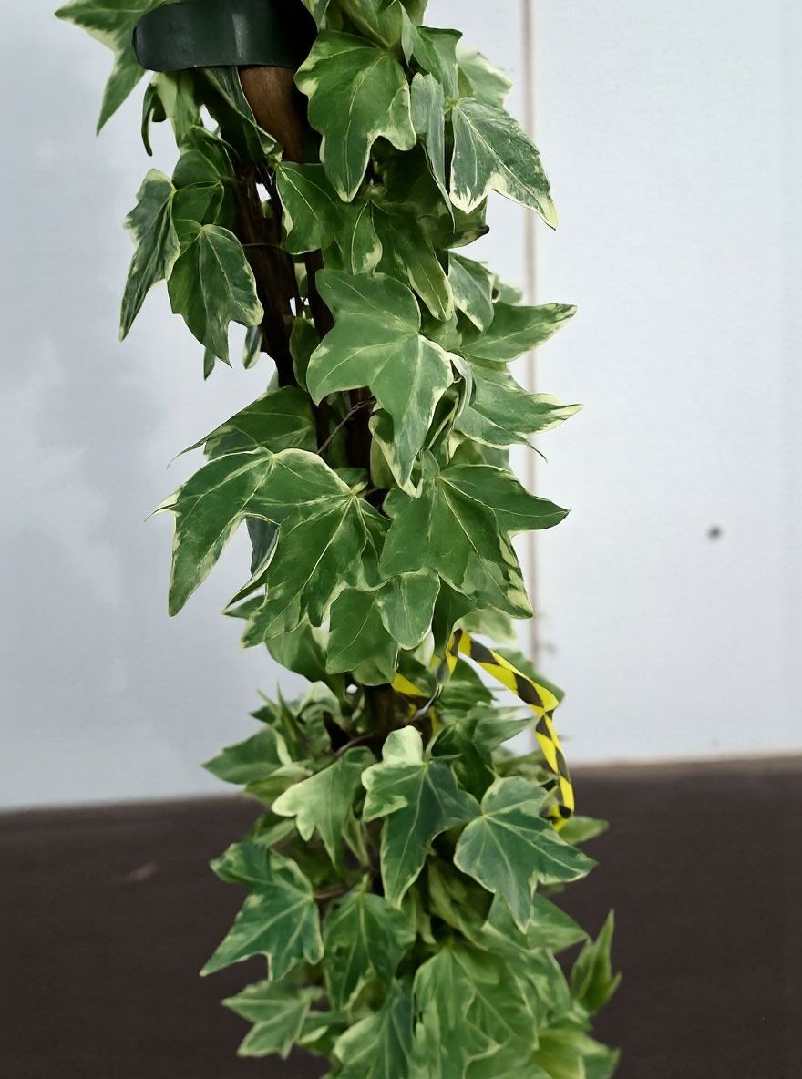 Efeu 'Kleiner Diamant' - Hedera helix 'Little Diamond' - Baumschule  NewGarden