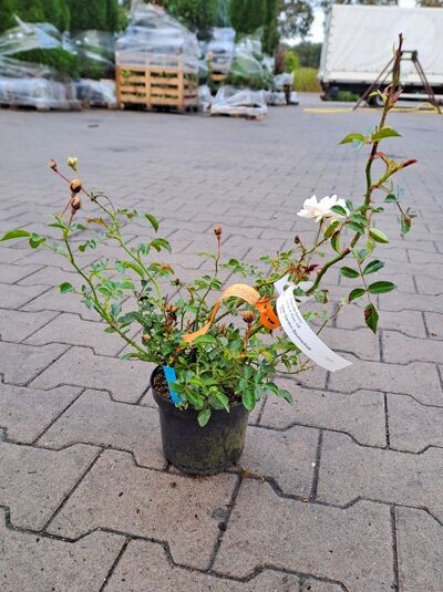 Bodendeckerrose 'Swany' (Rosa 'Swany ®') im Topf, grüne Triebe mit Knospen und weißer Blüte, A-Qualität C1.5
