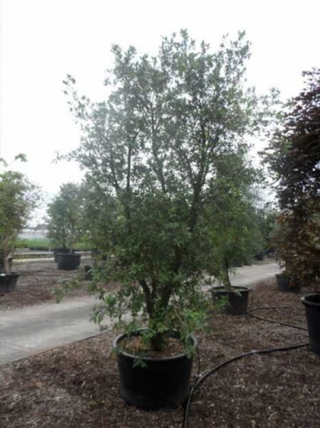 Kork-Eiche / Pantoffelbaum / Kork-Eiche / Pantoffelbaum