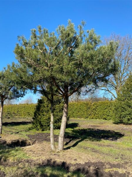 Pinus sylvestris 'Norske Typ' Pinienform Kronenbreite 420 cm / Stammhöhe 220 cm / Norwegische Kiefer / Föhre (Nr.1171)