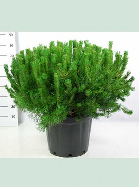 Pinus mugo pumilio (Zwerg-Kiefer) 80–90 cm breit, C40, buschiger, dichter Nadelstrauch im Topf