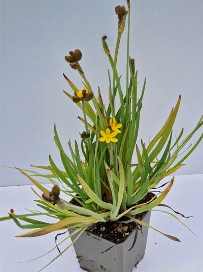 Sisyrinchium californicum / Kalifornische Binsenlilie P9 im Topf, schmale grüne Blätter und gelbe Blüten an aufrechten Stielen