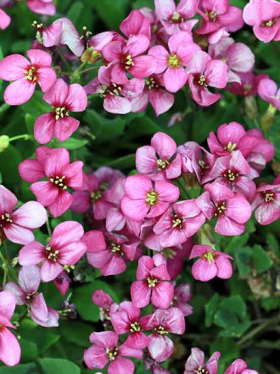 Gänsekresse - Arabis günstig in Top-Baumschulqualität kaufen