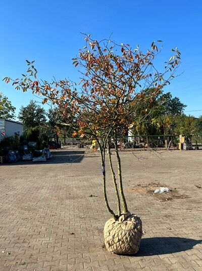Kupfer-Felsenbirne 200 - 250 cm Schirmform / Amelanchier lamarckii (1577341)