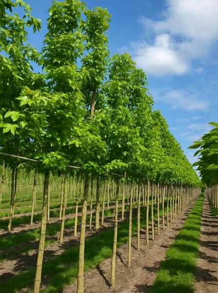 Liquidambar styraciflua 'Lane Roberts' / Amberbaum 'Lane Roberts' Hochstamm 12-14 StU, Reihe junger Bäume mit grünem Laub