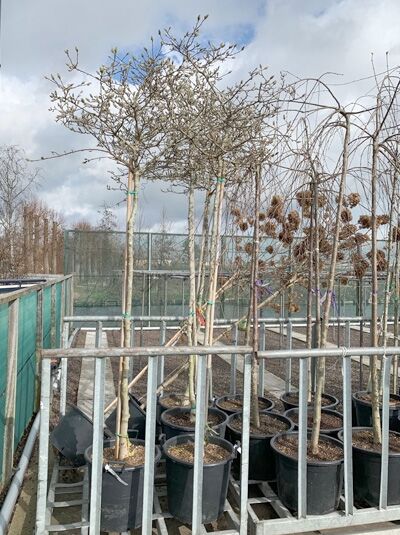 Magnolia stellata 'Chrysanthemumiflora' / Stern-Magnolie 'Chrysanthemumiflora' Hochstamm 10-12 StU im Container