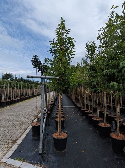 Berg-Schneeglöckchenbaum  / Berg-Schneeglöckchenbaum 