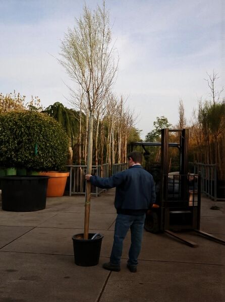 Tamarix parviflora, Frühlings-Tamariske Hochstamm 12-14 StU im Container, laubloser Hochstamm im Topf mit Stützpfahl.