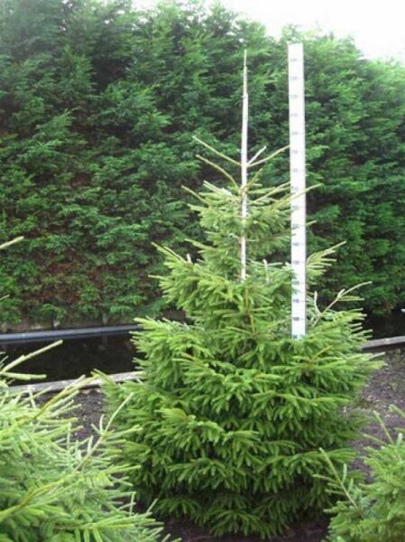 Picea orientalis (Kaukasus-Fichte) 200-250 cm mit Ballen, aufrecht wachsender Nadelbaum mit dichtem, grünem Nadelkleid