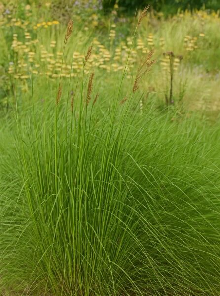 Chrysopogon gryllus (Goldbart) als aufrecht wachsendes Ziergras mit schmalen grünen Blättern und braunen Blütenähren.