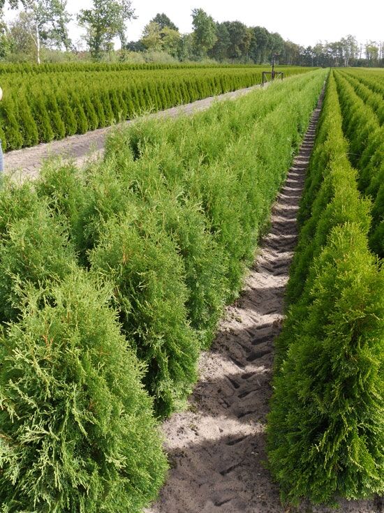 smaragd thuja miniermotte THUJA OCCIDENTALIS SMARAGD 140mm main image 0