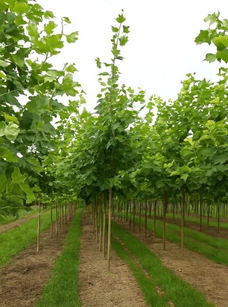 Platanus acerifolia 'Malburg' / Ahornblättrige Platane 'Malburg' Hochstamm 14-16 StU mit durchgehendem Stamm und grüner Krone