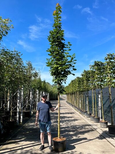 Acer platanoides 'Columnare' (Spitz-Ahorn 'Columnare') als Hochstamm im Container, säulenförmige Krone, 14–16 StU.