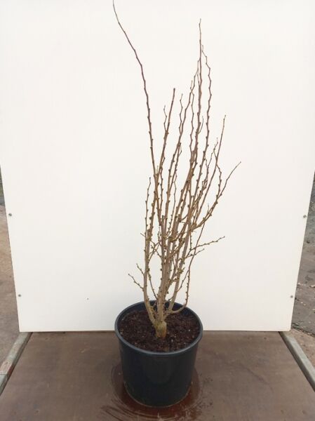 Weißblühender chinesischer Judasbaum 'Shirobana' (Cercis chinensis 'Shirobana'), 60–80 cm, im Container C12 mit kahlen Trieben