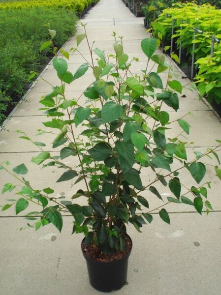 Weißrindige Himalaja-Birke 'Doorenbos' (Betula utilis) 125-150 cm C12, mehrstämmige Jungpflanze im Topf mit grünen Blättern