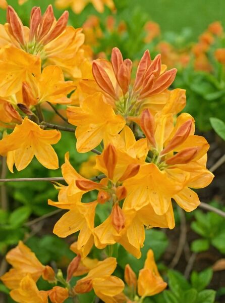 Laubabwerfende Azalee (Azalea mollis) 'Hortulanus H. Witte' mit gelb-orangen Blüten und rötlichen Knospen am Zweig