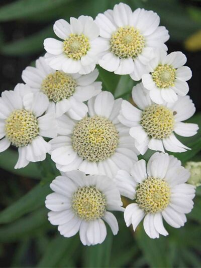 Zwerg-Bertrams-Garbe / Achillea ptarmica 'Nana Compacta'