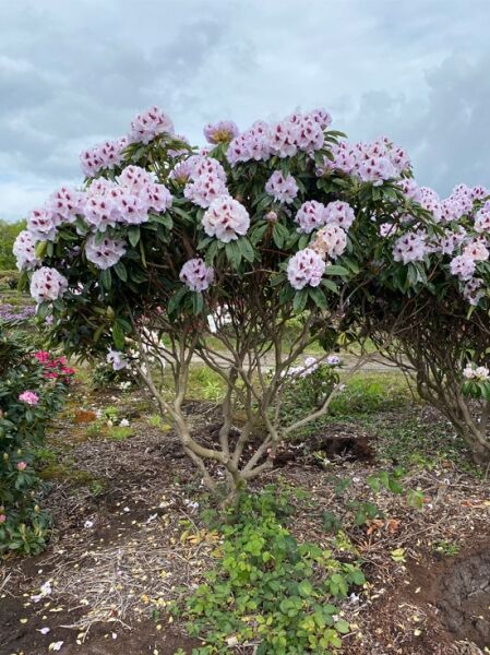 Rhododendron Hybride 'Marsalla' (Rhododendron 'Marsalla')