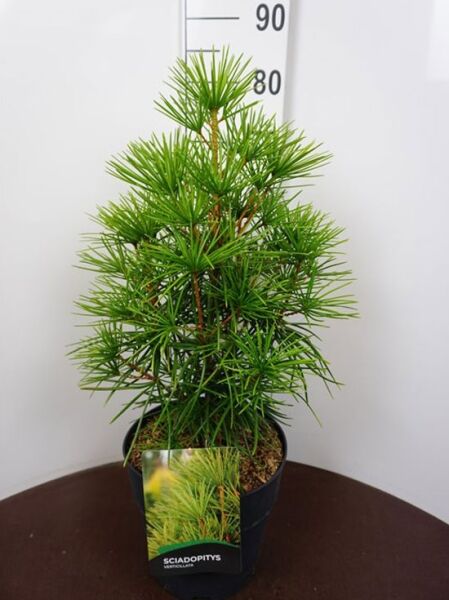 Sciadopitys verticillata / Schirm-Tanne 50–60 cm C10, junger Nadelbaum im Topf mit schirmförmig angeordneten Nadeln