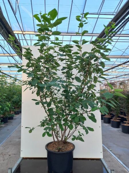 Amelanchier lamarckii (Kupfer-Felsenbirne) 175-200 cm C35 im Container, mehrstämmiger Strauch mit grünem Laub