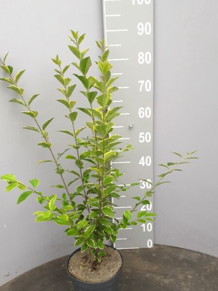 Ligustrum ovalifolium 'Aureum' / Gold-Liguster 60-80 cm C3 im Topf, aufrechter Strauch mit gelbgrünen Blättern