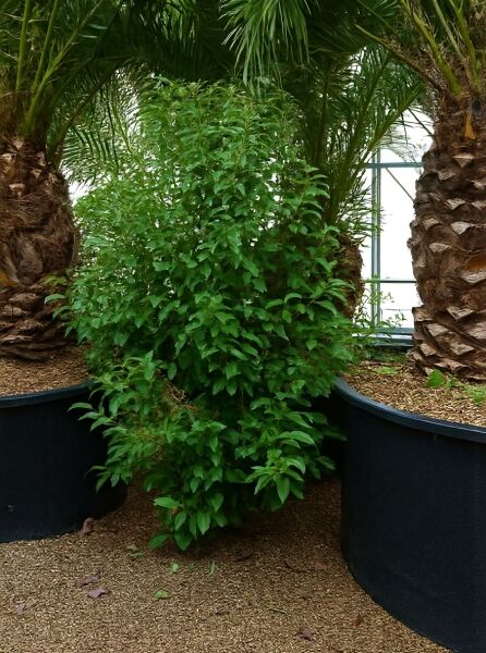 Cinnamomum camphora (Kampferbaum) 250–300 cm C50, buschig wachsend im Container mit dichtem, grünem Laub.