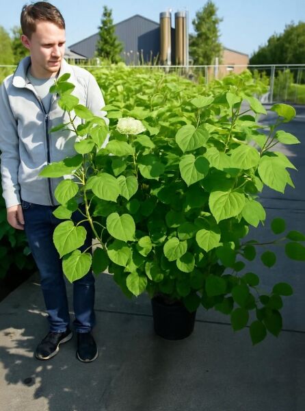 Schneeball-Hortensie Hydrangea arborescens 'Incrediball®' ('Strong Annabelle') 100-125 cm C20 im Topf, mit grünen Blättern und weißer Blüte.
