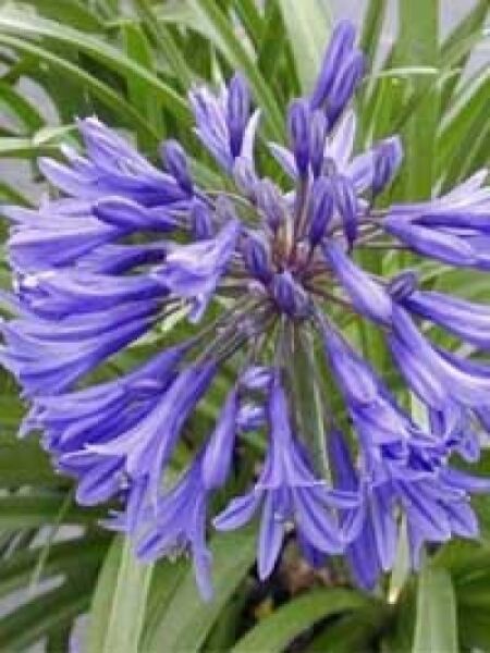 Blaue Schmucklilie / Blaue Liebesblume / Agapanthus praecox