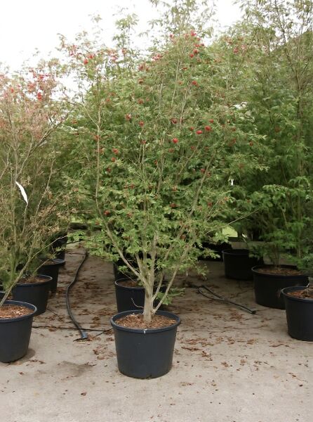 Chinesischer Blumen-Hartriegel (Cornus kousa var. chinensis) 'Milky Way' als Kübelpflanze mit grünem Laub und roten Früchten.