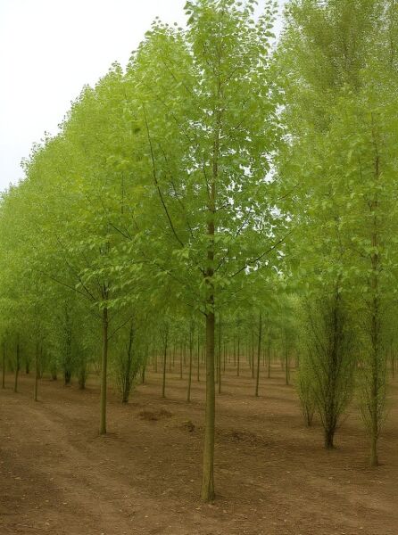 Grau-Erle (Alnus incana) Hochstamm 25–30 StU mit Drahtballen, schlanker Stamm mit grüner Krone im Baumschulquartier.